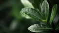 Glossy Green Leaves in soft light